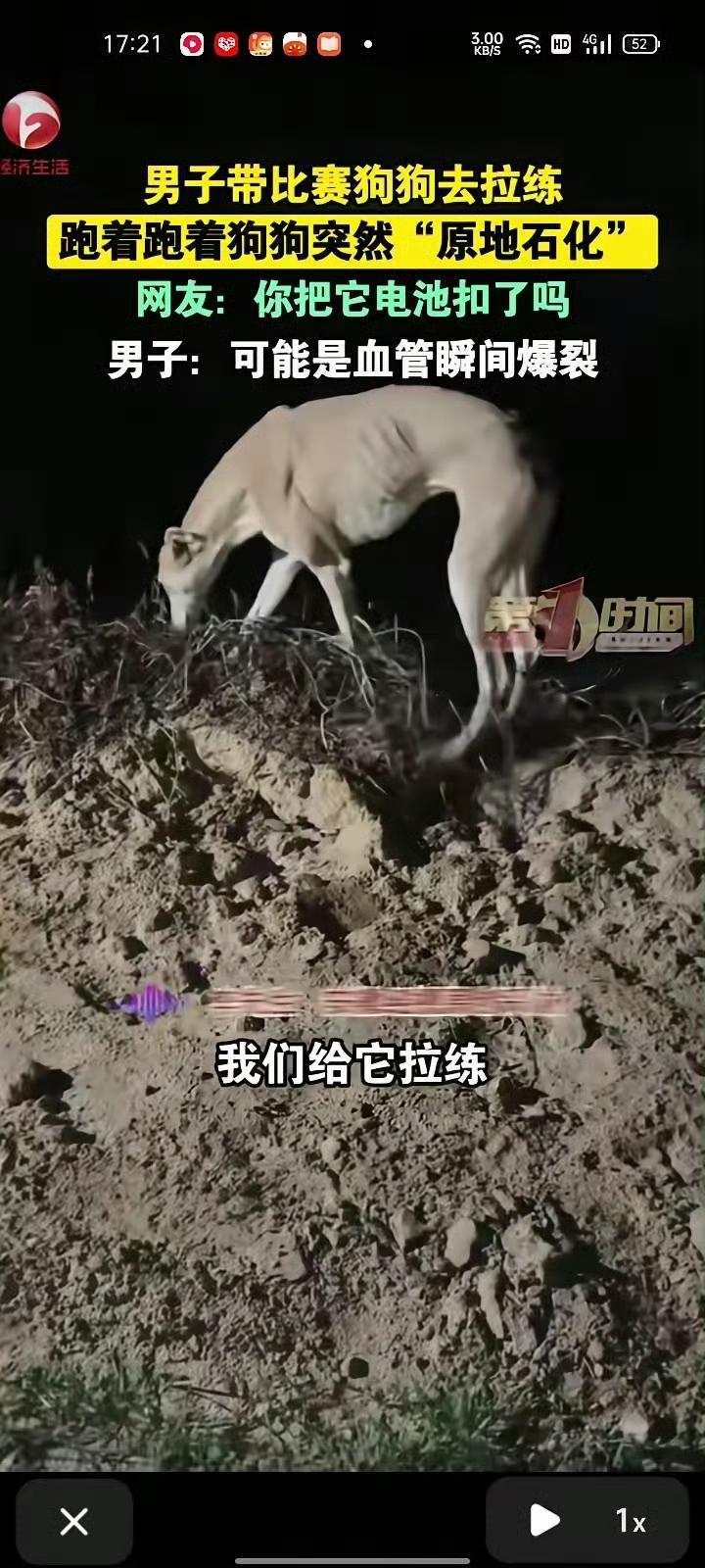 既然养了宠物，就请对它负责！20分钟高速拉练后赛犬僵直倒地，别让高强度训练变成对