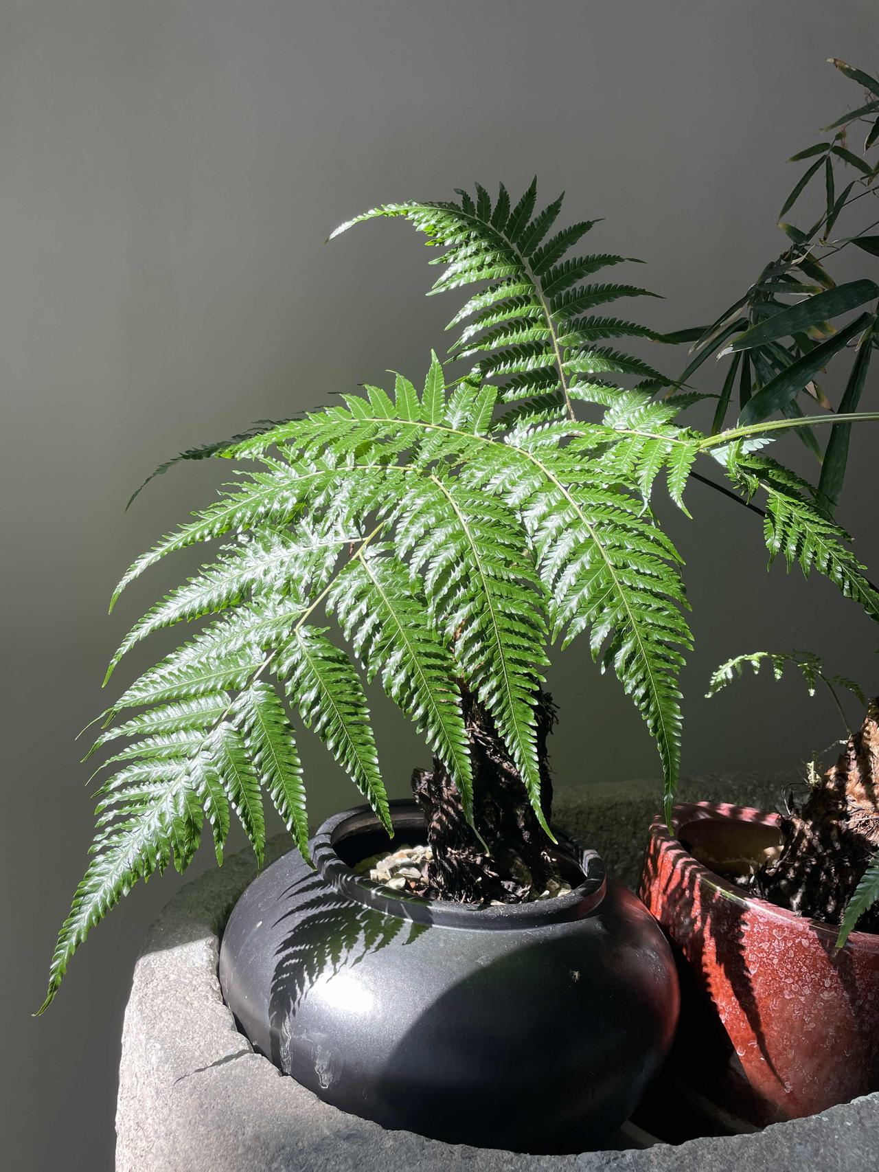 七杀是一颗具有肃杀，刚烈果决，冲动，具有开创和领导力的一颗星曜。如果破军是冲