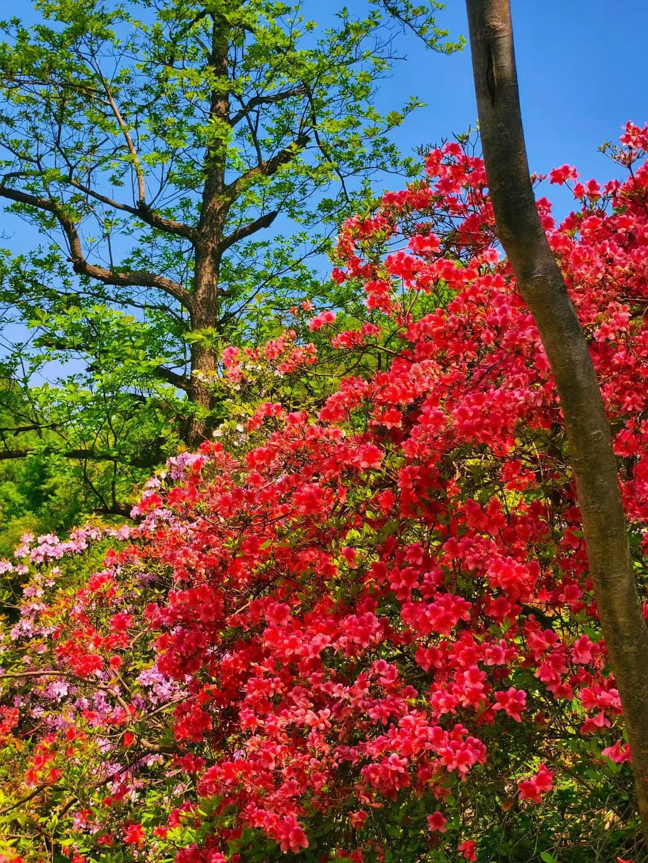 SpaceX将上市吸引大量资金！SpaceX收购xAI，马斯克构想“太空AI数