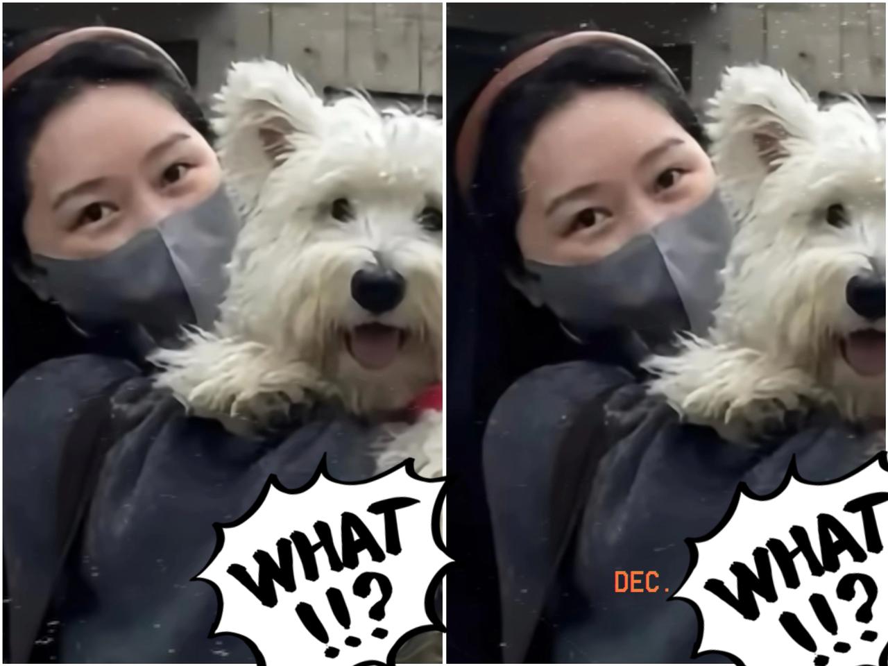 这一招太狠了，但我不得不说：干得漂亮！​狗咬人，主人负刑责，起步就是一年有期徒