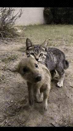 家人们，我家猫干了件大事！它居然叼回一只小野猪仔，我都惊呆了！这小野