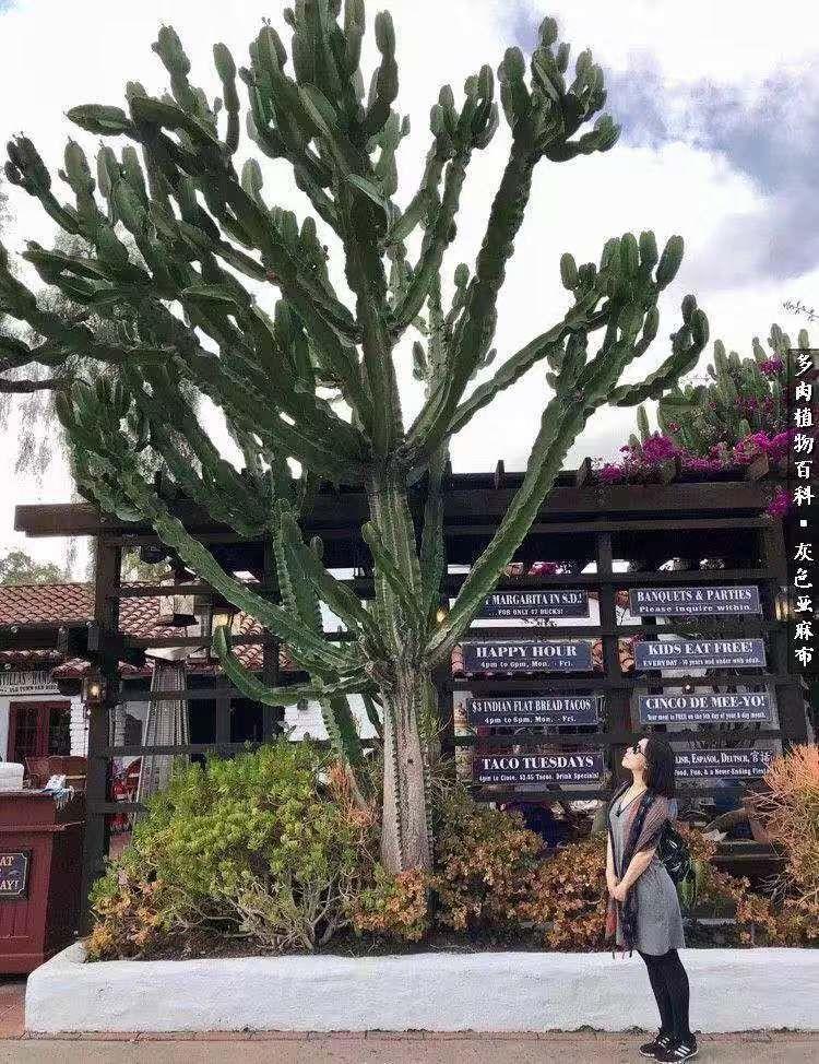 圣地亚哥的马路,墙边房檐上,随处可见高大的仙人掌, 得天独厚的生长