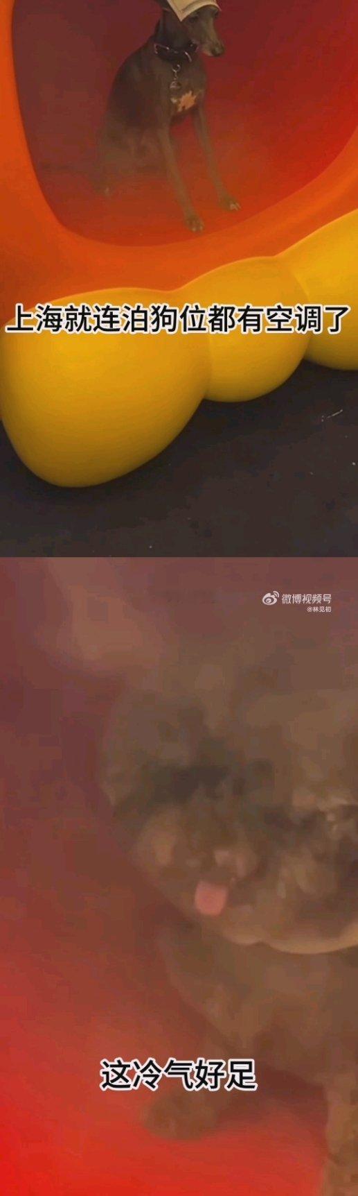 上海的泊狗位竟然已经有空调了上海这波真的太会了！泊狗位都装空调了，毛孩子等主人
