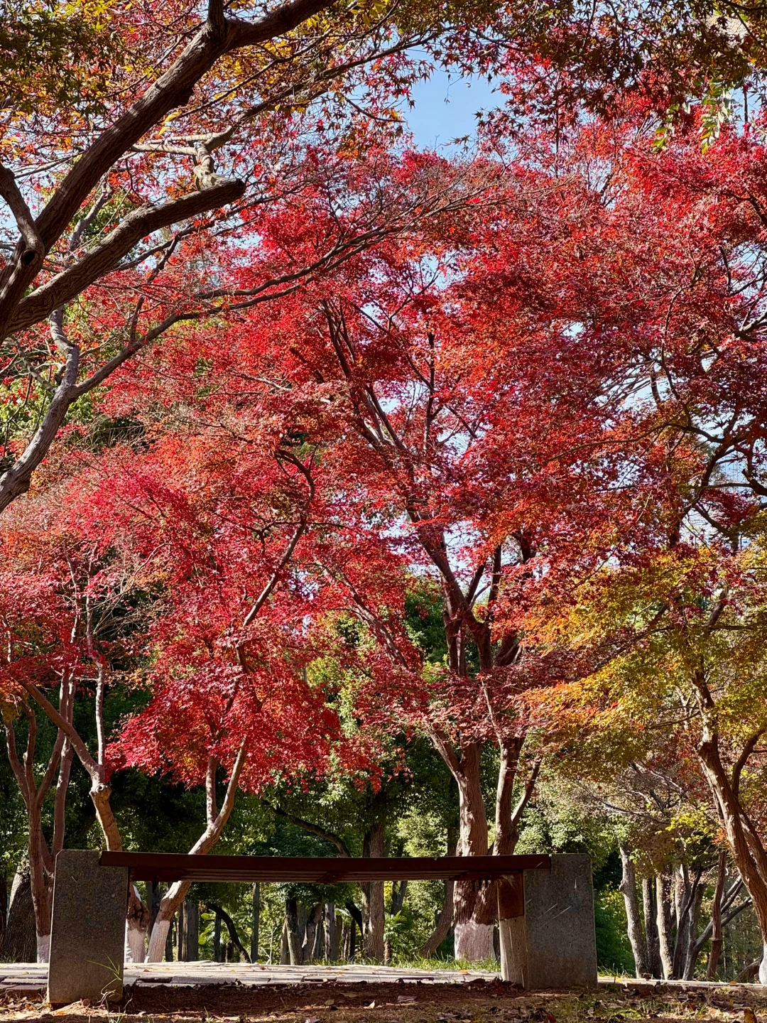 武汉秋天好美🍁去100次都不腻的公园‼️
