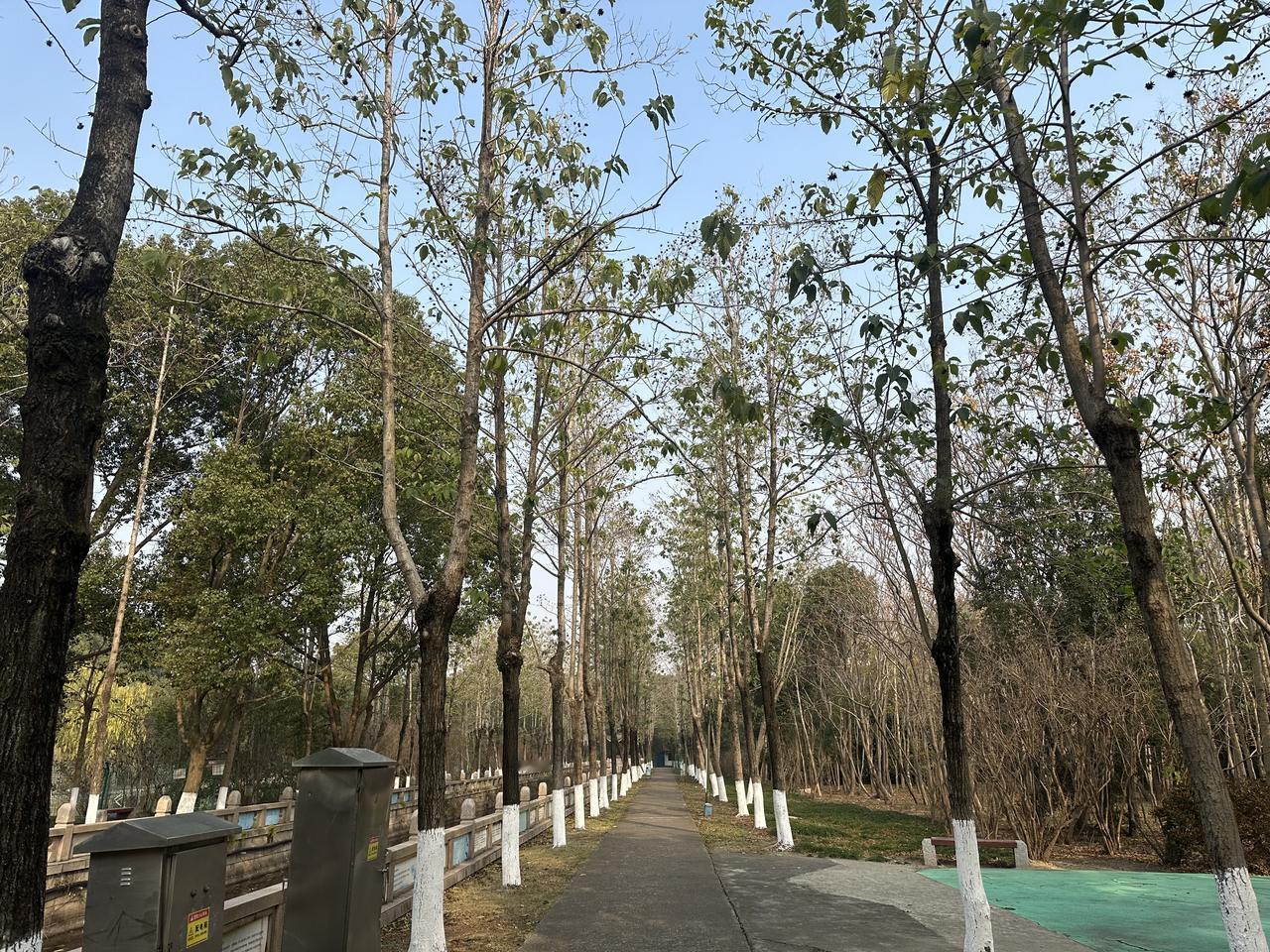 每日公园晨练打卡冬日的阳光穿过枝叶的缝隙，在脚下铺出斑驳的光影。我循着湖畔的步