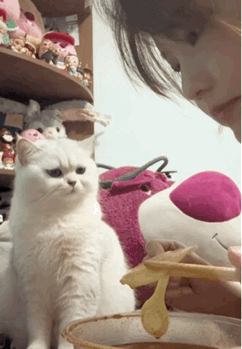 这猫咪太聪明主人太笨了，这可把猫急坏了，这么暗示都不明白吗……