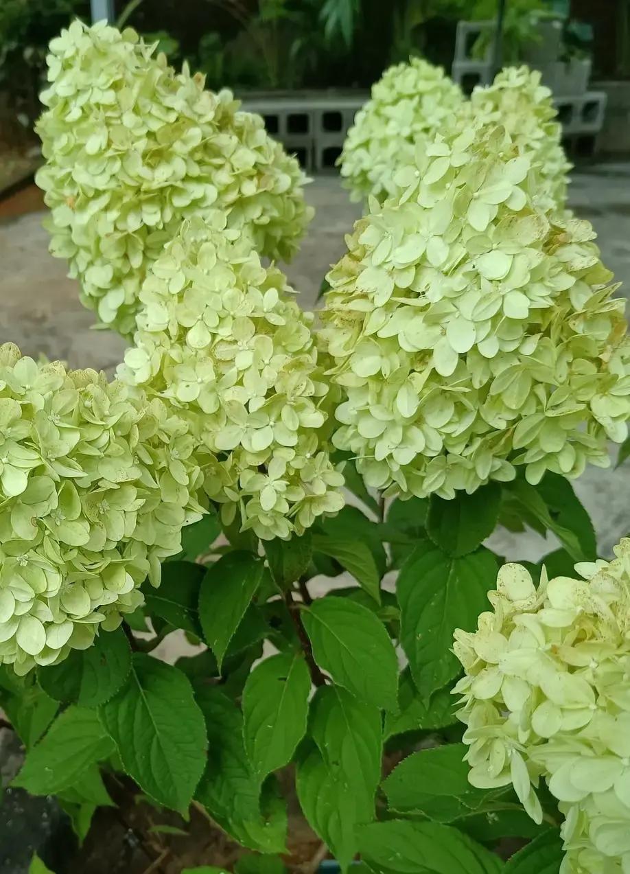 65岁张大爷相亲把“AA制、不领证、不办酒”挂嘴边，半年见了十几个阿姨，全黄。