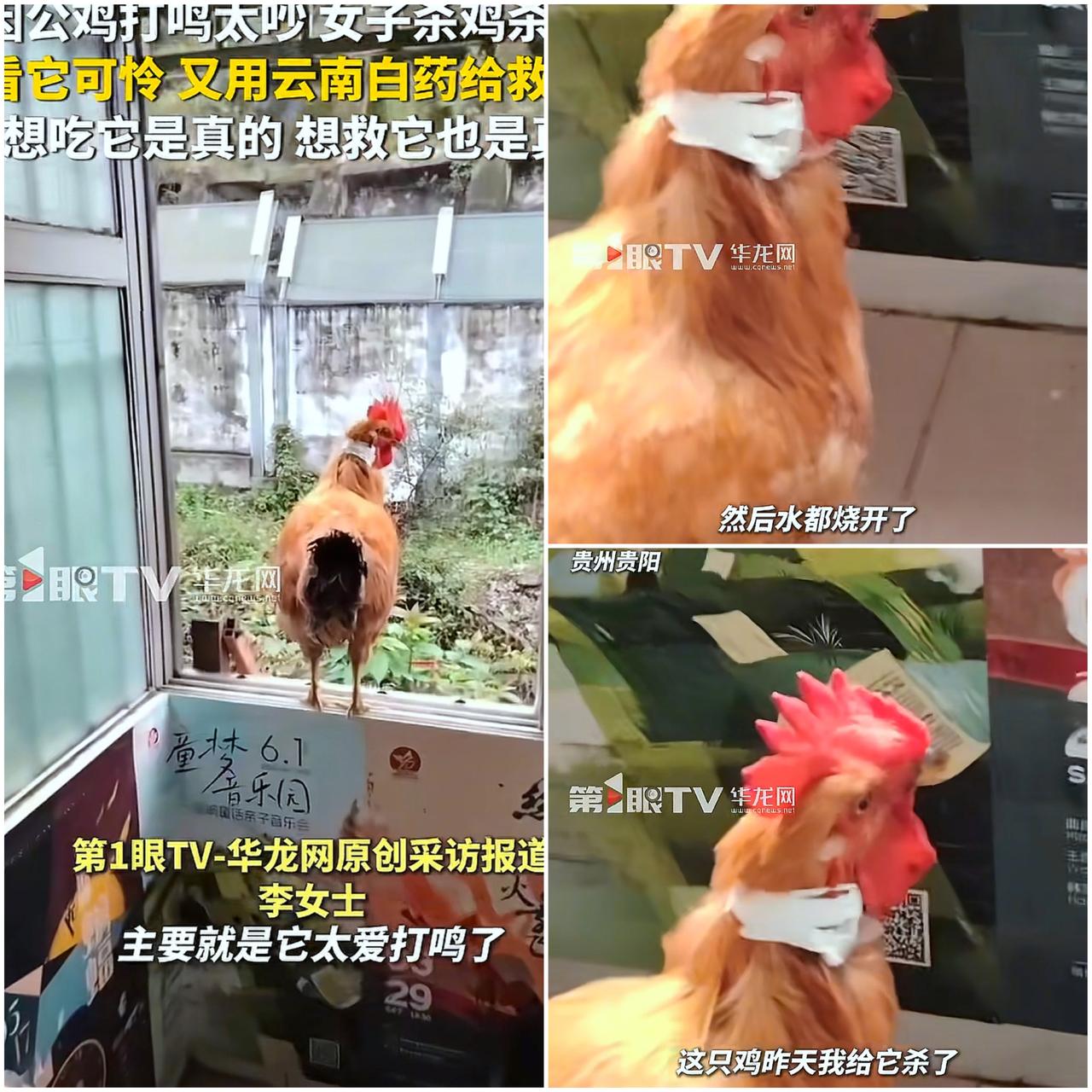 “活久见！”10月9日贵州贵阳，一女子养的公鸡icon喜欢凌晨2点打鸣，邻居们苦
