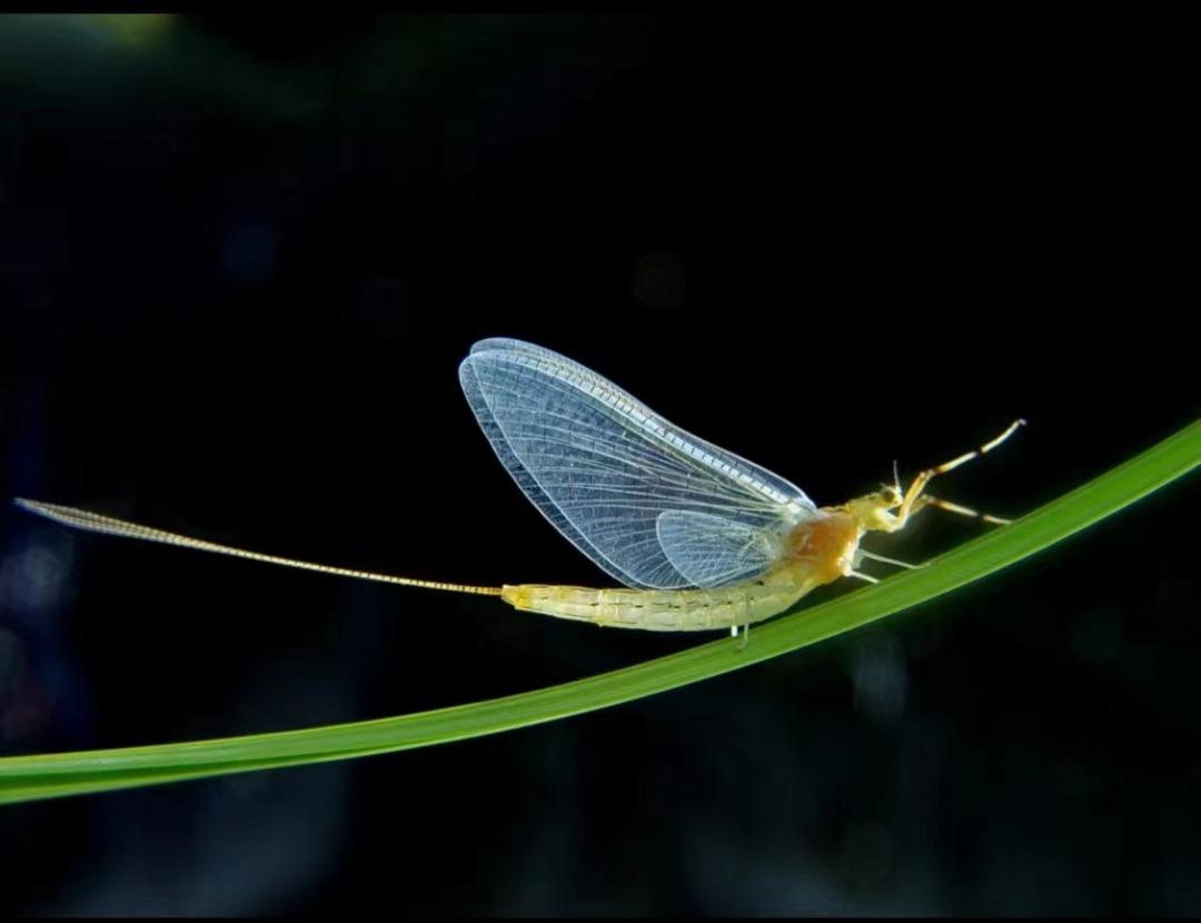 蜉蝣者，微生之物，短寿之虫，初生于水中，似鱼虾，有远志，飞于半空。抵水面，及蜕变