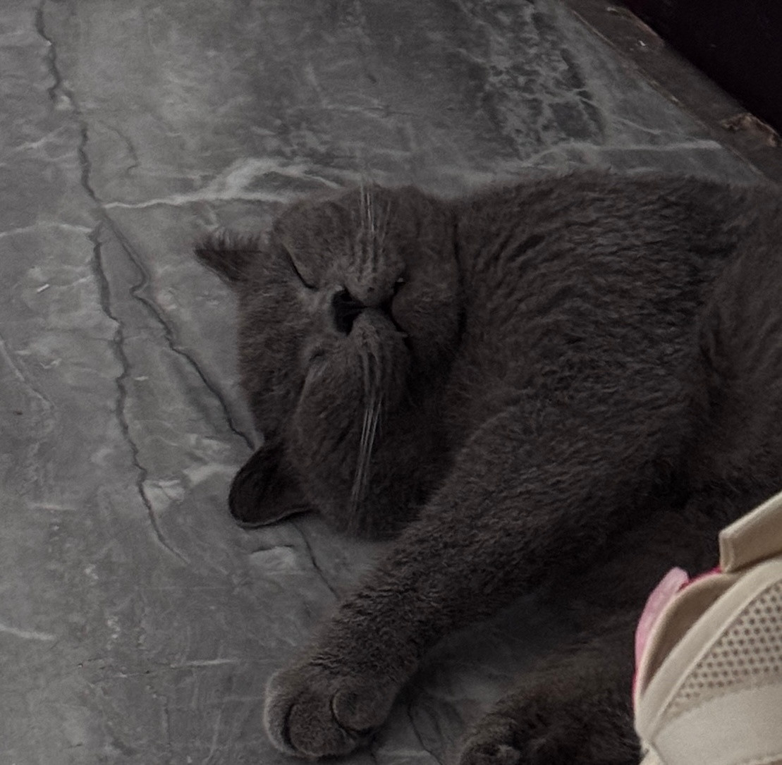 猫也喜欢仰头睡觉[大笑]​​​
