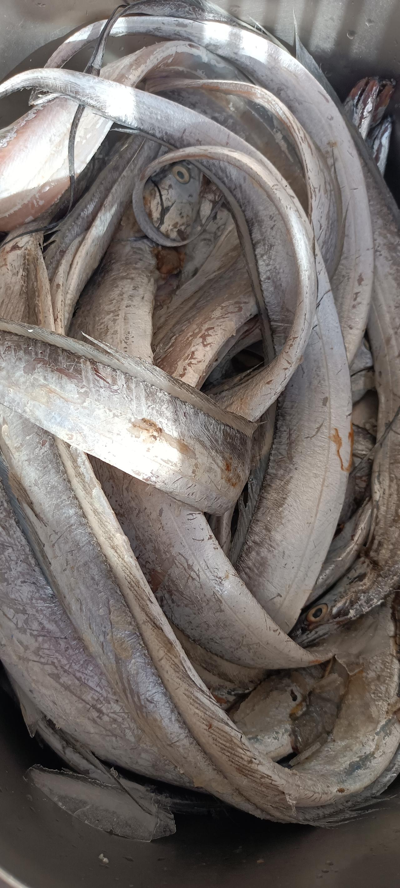 有人给我家送了一箱带鱼，送鱼的人还说呢，也就是咱们这关系，要是别人家，我才不会送