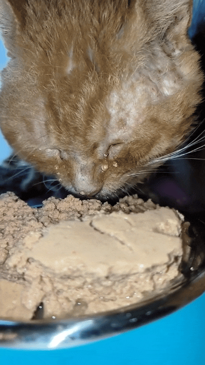 太可怜了！太可怜了！这只流浪橘猫的眼泪，不知道看哭了多少人！