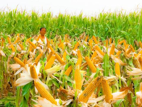 玉米的方言叫法可太有意思啦！东北那嘎达叫“苞米”，感觉喊起来就带着一股豪爽劲儿。