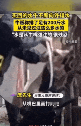 太残忍了。广西钦州，庞先生买了一头牛，回家以后这头牛就开始不断的排水，原本圆圆鼓
