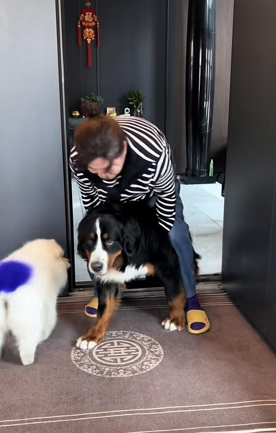 山东烟台，网友捉到一只耍赖的大啾啾，这么大体格子的伯恩山犬，居然连驱虫都怕，还不