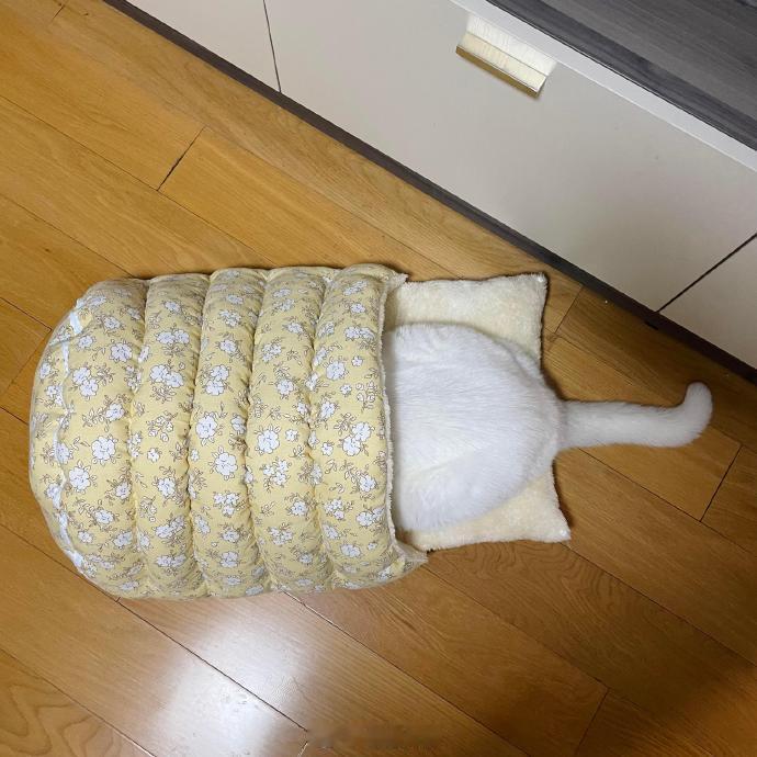 好消息：咪喜欢这个窝坏消息：咪不会掉头