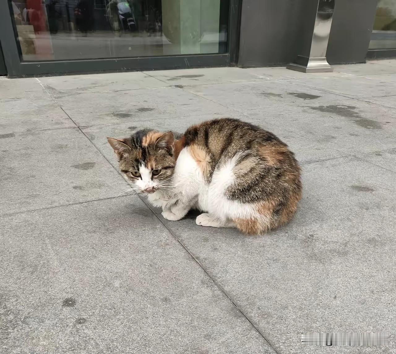 门口蹲守3天！橘猫缩成小毛球等收养，主动求摸的样子太戳心小区单元门口，一只