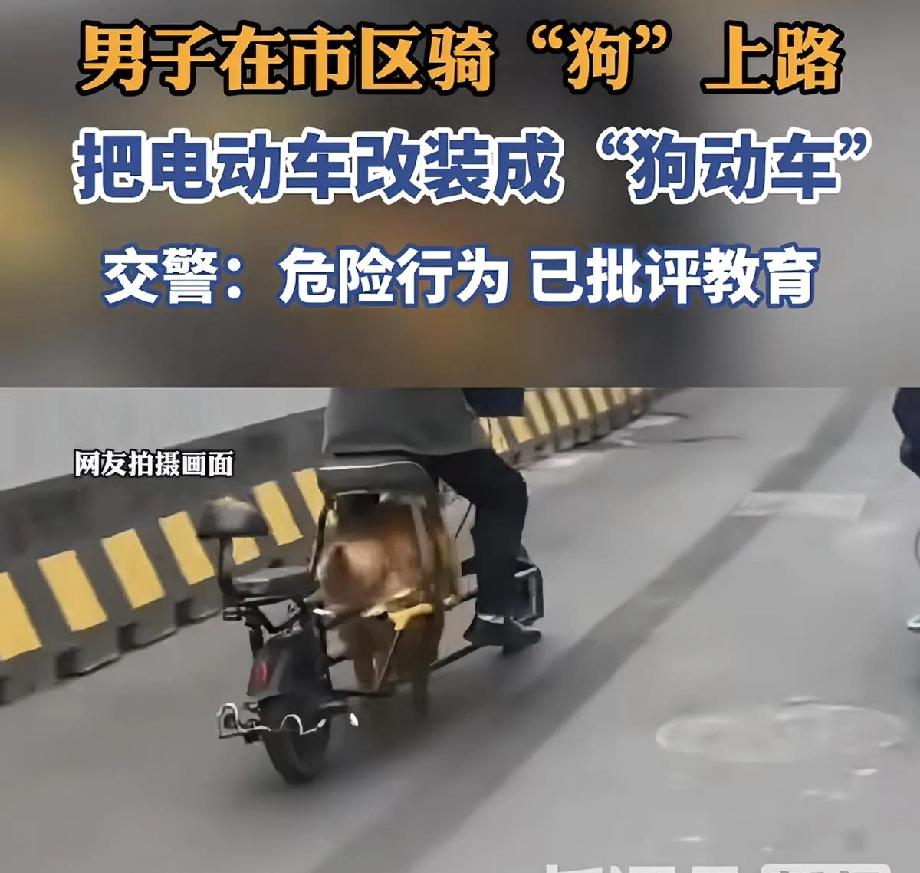 这下给管理交通的帽子叔叔给整不会了！把电动车电池卸下来了，让自己家狗钻进去，这