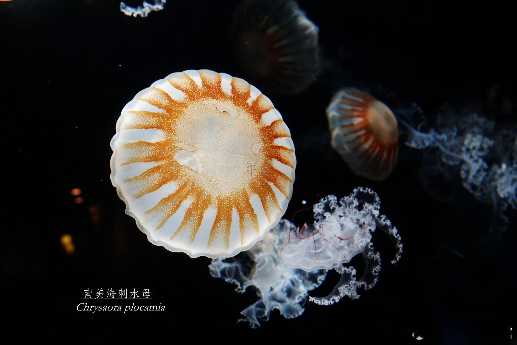 1374.南美海刺水母Chrysaoraplocamia海洋生物​​​