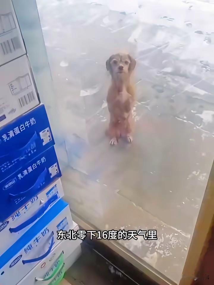 泪目了，一位东北大哥开了一个超市，最近由于大降温，当地的温度已经低至零下18度，