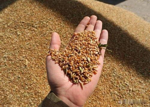 你认为小麦价格多少钱一斤合适呢?综合种植成本、市场供需、粮食安全三重维度，国标三
