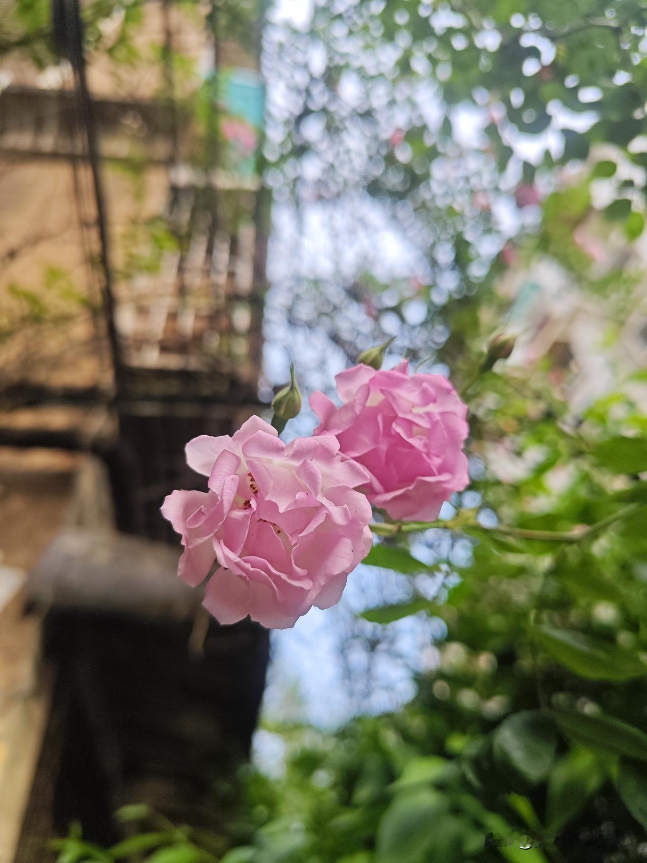 春天，到处都是春意盎然的风景，随手拍就能得到一张张春光乍泄的美图，今天你拍片了吗