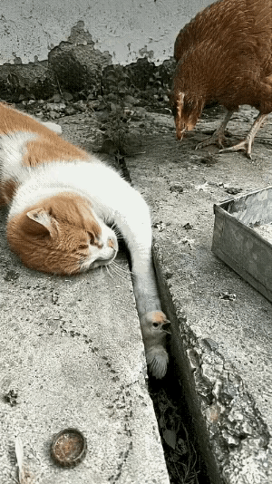 猫咪：不用谢，我们都是好朋友[呲牙笑]