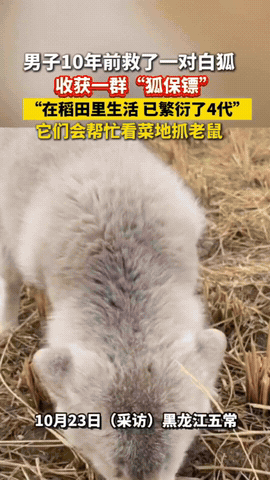 彻底解释不清了!黑龙江五常的张先生。在10年前救了两只受伤的白狐,白狐痊愈后