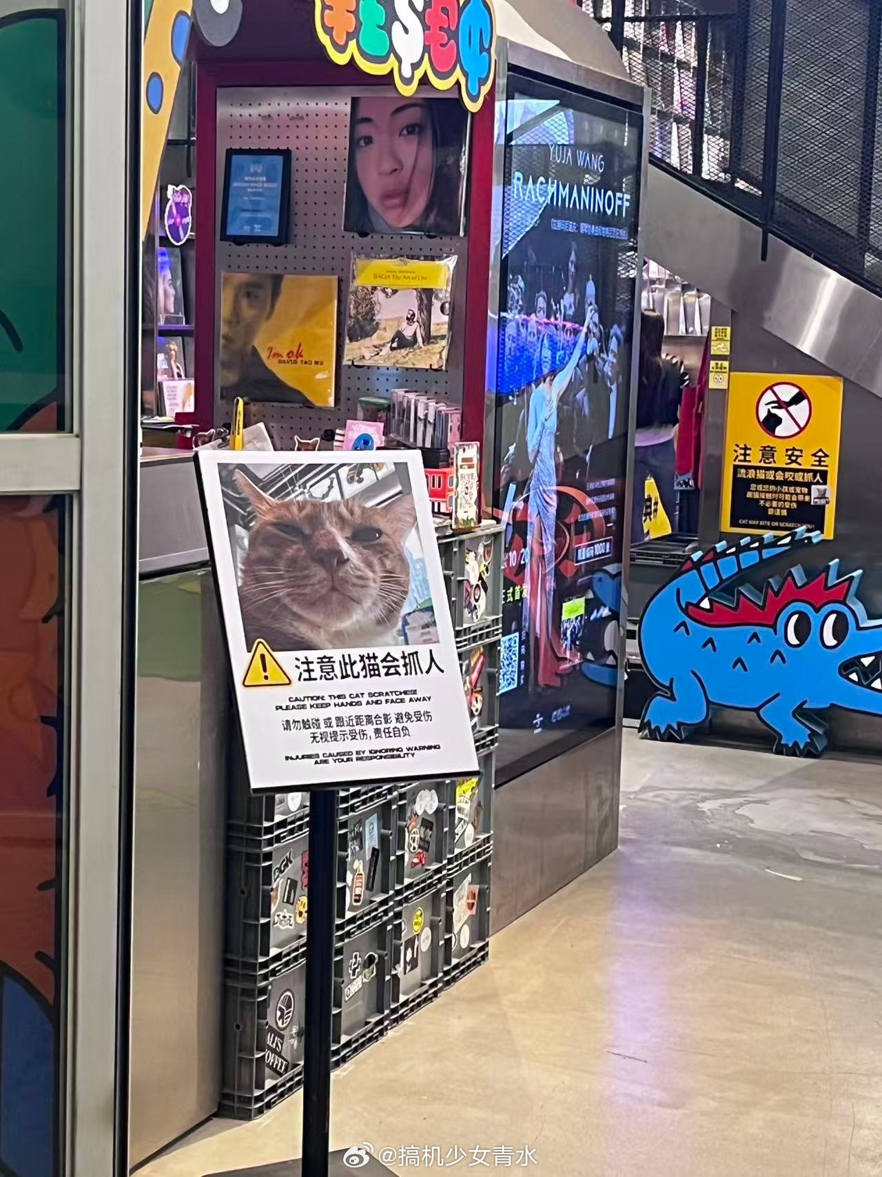 偶遇凶名远扬的小猫咪你别说，这肇事照也太霸气了[笑着哭]​​​