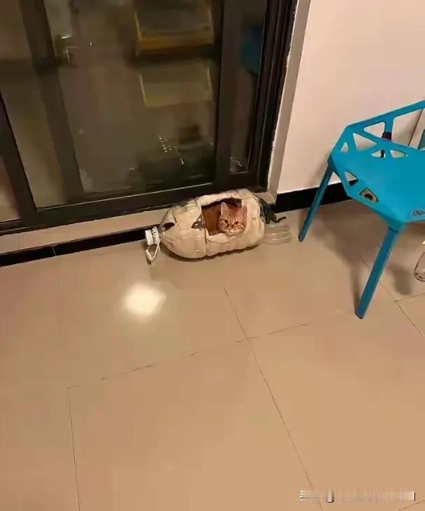 天气越来越冷了，为了不冻着家里的猫咪，给它买过成品的猫窝，也用废纸箱亲自动手给它