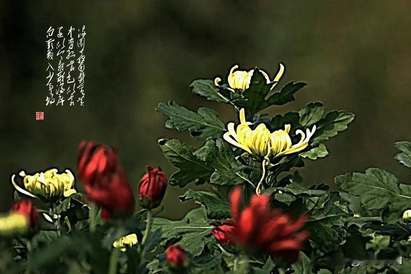 上联:菊残北岭花千簇下联:荷尽南湖叶一池上联:仄平仄仄平平仄下联:平仄平平