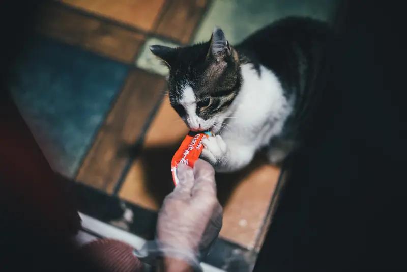 上门喂猫不让人走，这一幕太治愈了过年很多人出门，上门喂猫成了常态。本以为只是