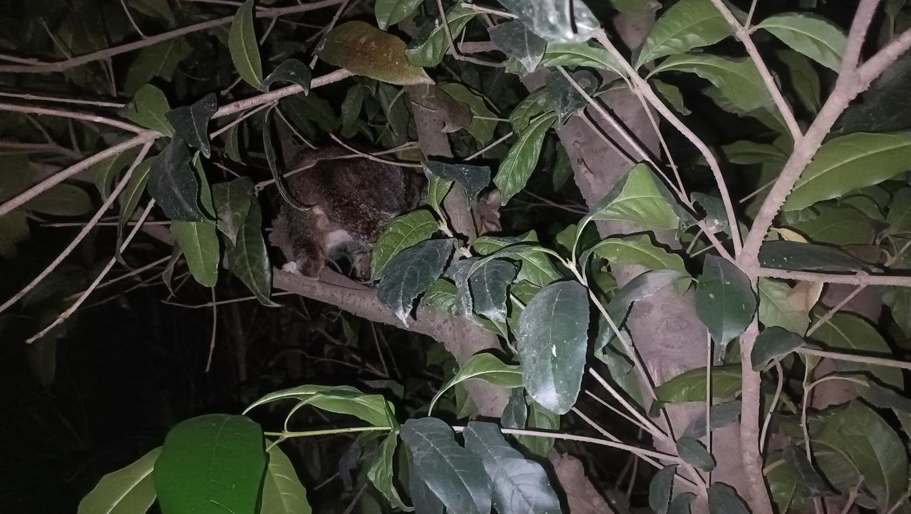 生活在车棚顶上的小狸花猫被狗子撵到了树上，我喊了半天它也不敢下来，于是我回家拿了