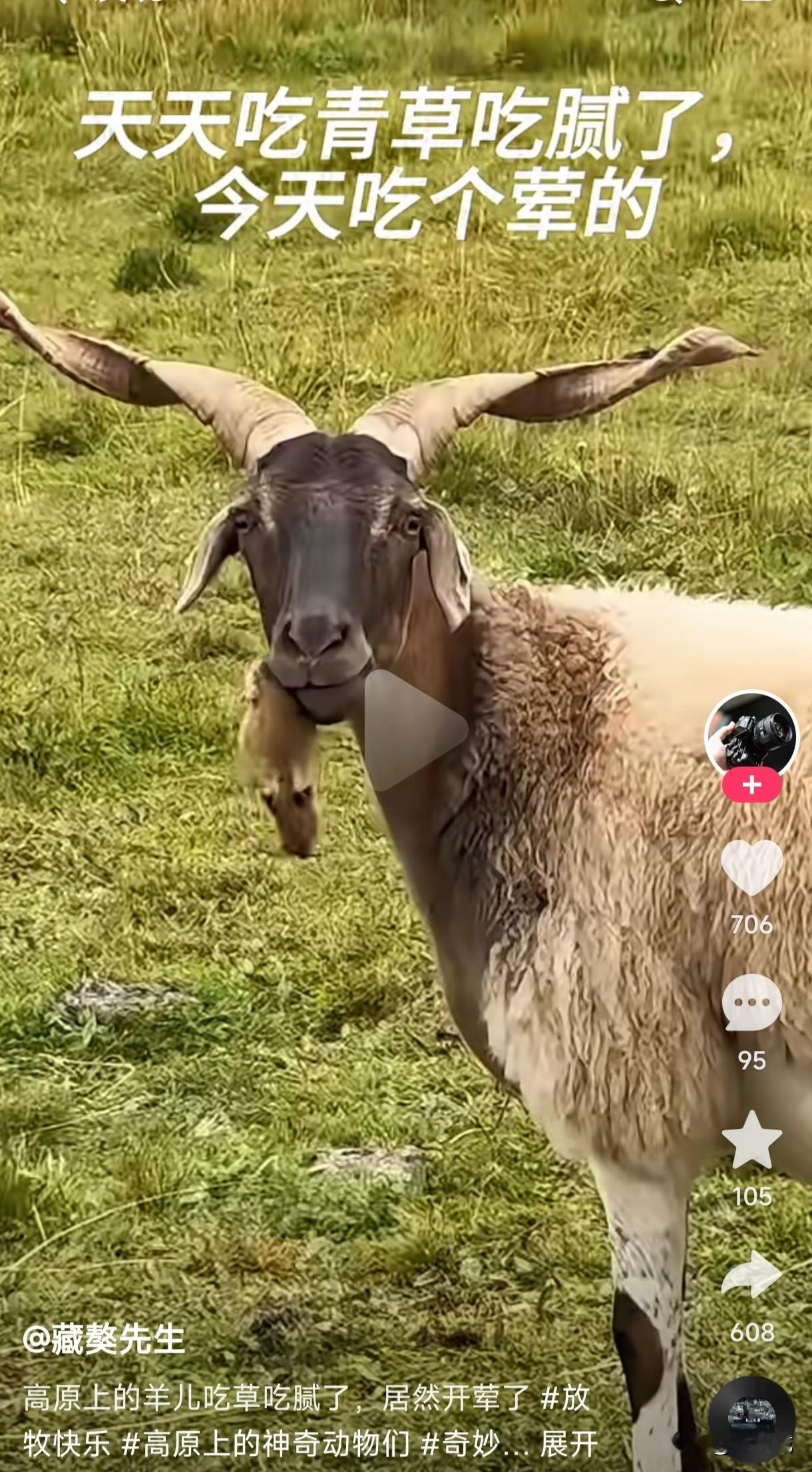 见过山羊吃老鼠的吗？高原上放养的山羊既是食草动物也是肉食动物吗？这羊吃老鼠的还