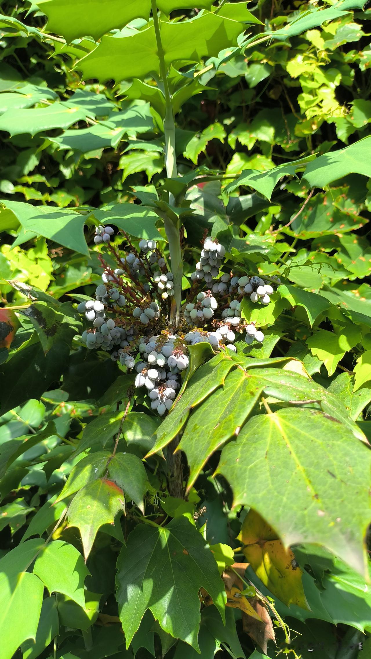 宁波本地也能种植蓝莓了吗？这个蓝莓看起来怎么怪怪的？
