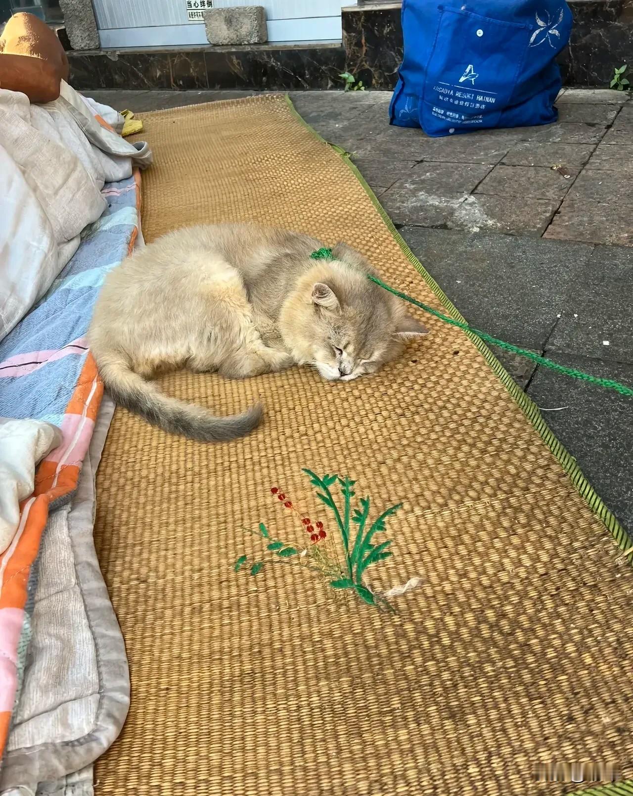 泪目了！一位流浪的大叔收养了一只流浪猫，虽然非常的落魄，可他却对小猫呵护备至，自