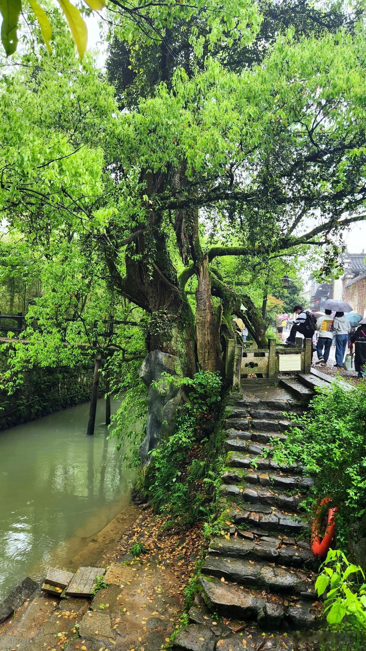 一棵让你见之难忘的江南传奇树，不在杭州，不在苏州在人杰地灵、山川秀丽、风光旖旎