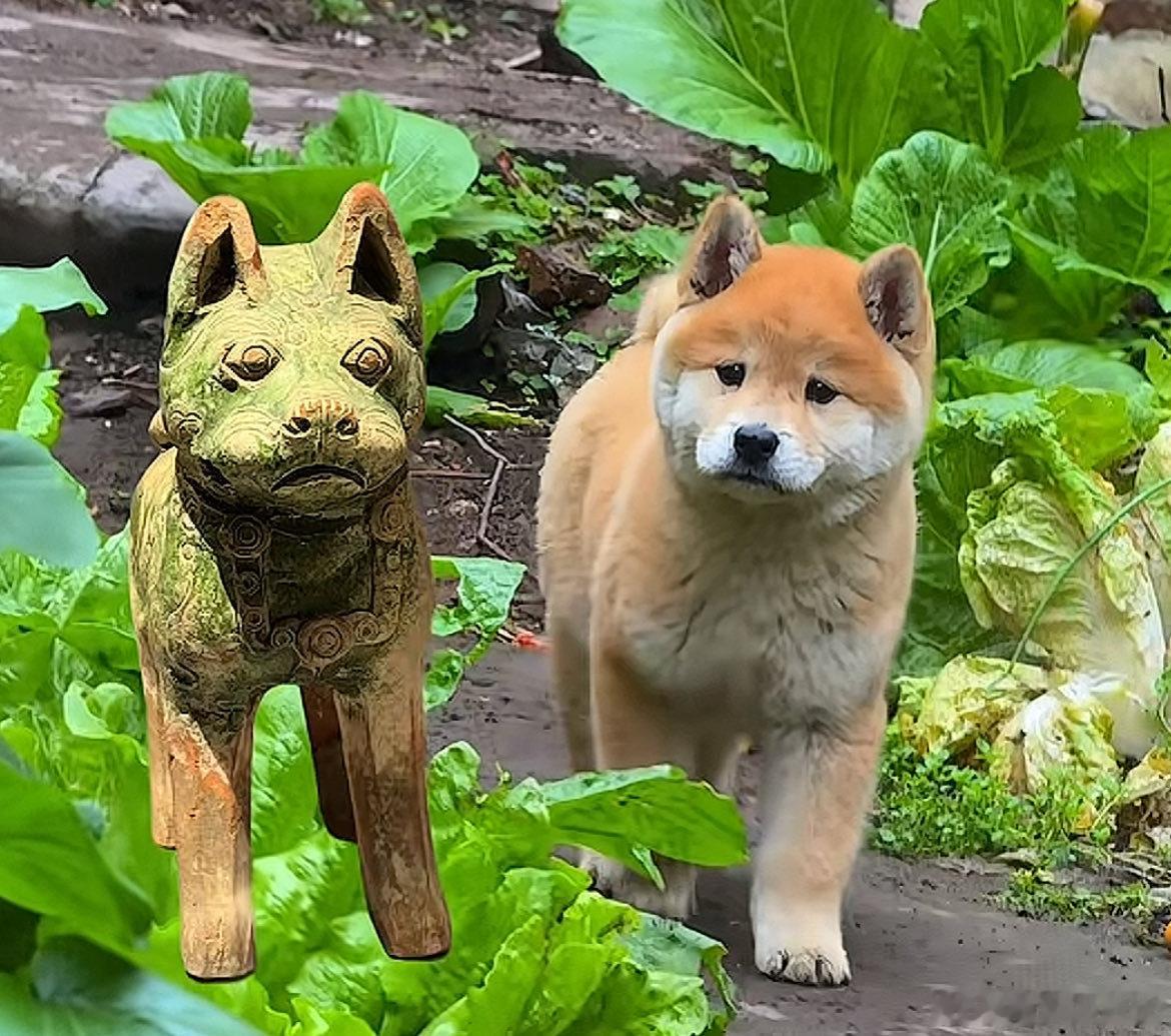 農村很多叫土狗或者黃狗，現在很多人叫中華田園犬。北宋蘇軾的《江城子·密州出獵》就