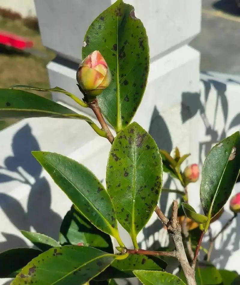 家养茶花叶子全掉光？别急着扔，99%都能救活，还能省下几百块再买新盆！茶花光