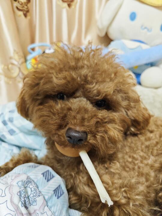小狗也有棒棒糖吃🍭
