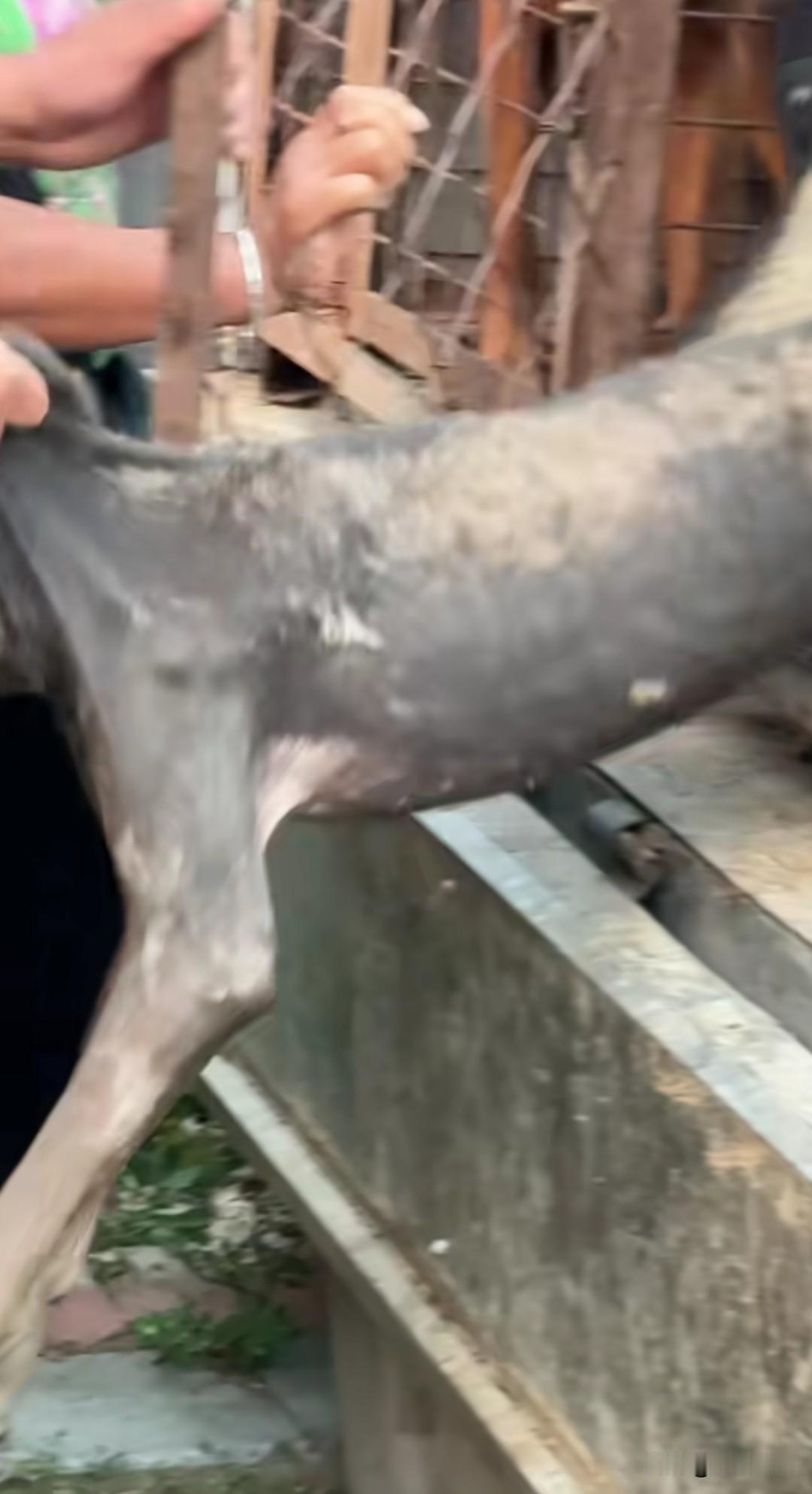伤人恶犬被卖给狗贩，它也清楚自己死期将至，吓得腿肚子发软，狗贩连钳子都没用，直接