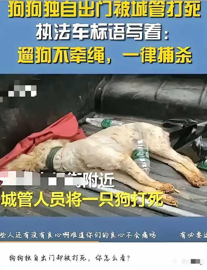 估计这个是当流浪狗处置了吧？