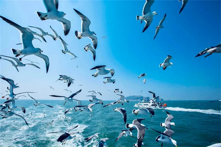 🌊端午假期蓬莱长岛｜沉浸式奔赴海上仙境