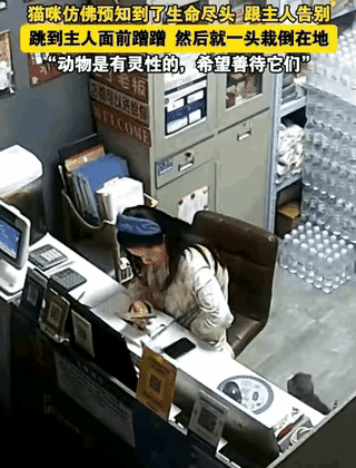 山东猫咪临终前的“告别蹭”：有些爱，科学真的算不透！山东德州这位女子凌晨对