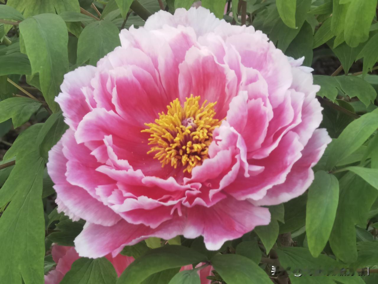 牡丹花美景图片分享洛阳牡丹文化节，中国国花园。今年去洛阳看牡丹我去了中国国花园，