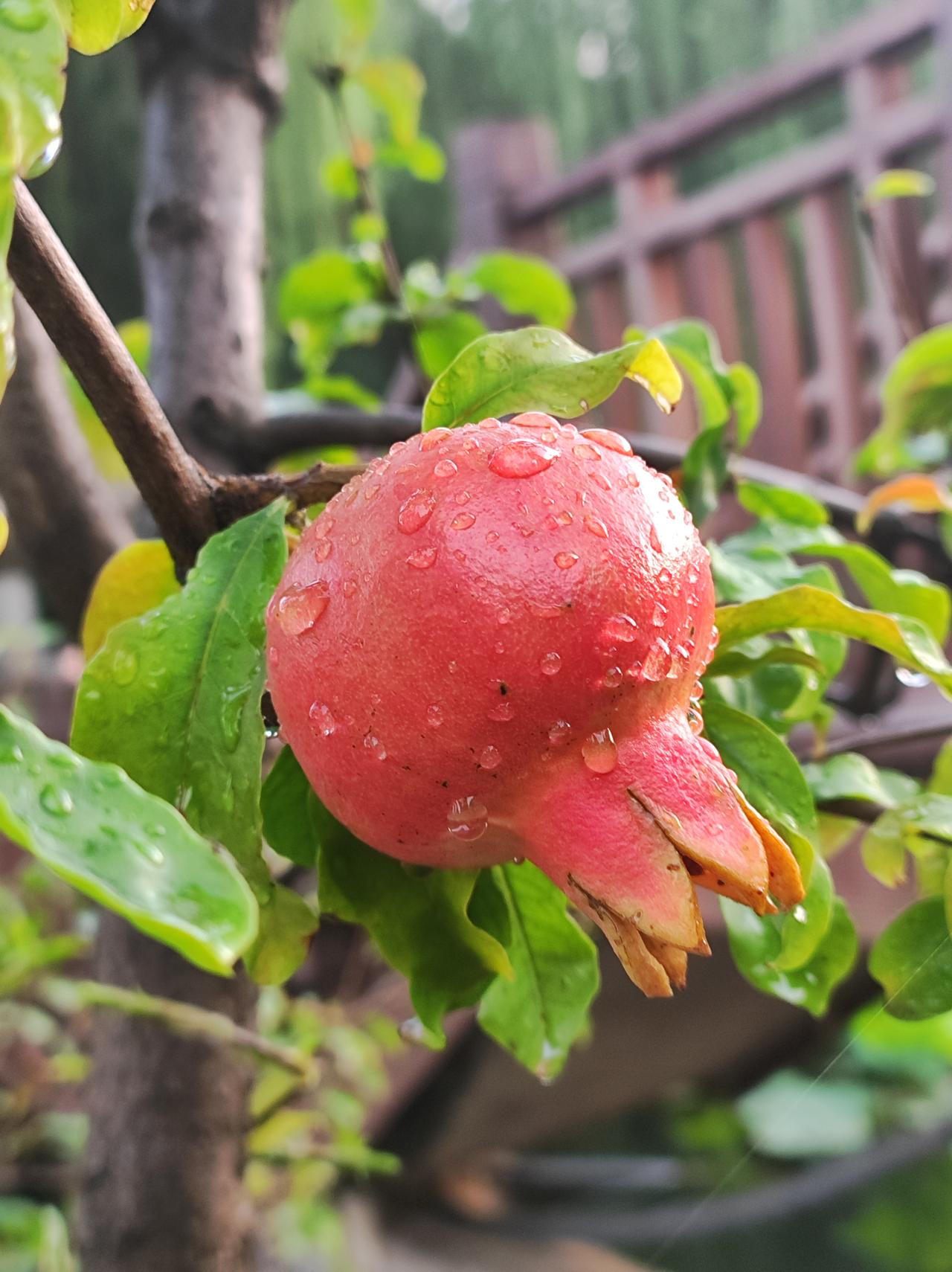 雨后的花草预报有雨两天了，终于下了，还是大雨级别。大雨过后去公园，太舒服了，