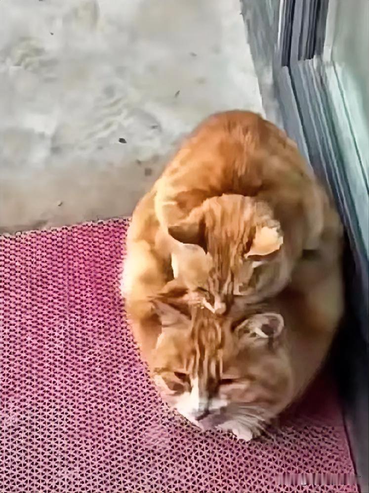 冬日的寒风呼啸，玻璃门前的红色地垫上，橘猫妈妈把小橘猫往自己身上拢了拢，“乖宝，