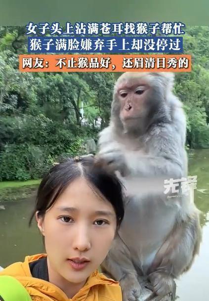 笑不活了！5月6日报道，贵州一女子故意把苍耳粘头发上“碰瓷”猕猴。摘完瞬间猴哥立