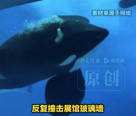 珠海长隆这头虎鲸，把圈养的残酷全写在身上了！9月15日，珠海长隆飞船乐园，一头虎