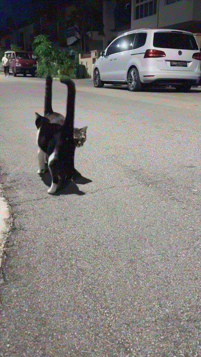 爱心小猫咪，随便来个偶遇，都是满满的爱。